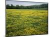 Buttercup field, Pope County, Arkansas, USA-Charles Gurche-Mounted Photographic Print