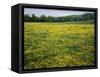 Buttercup field, Pope County, Arkansas, USA-Charles Gurche-Framed Stretched Canvas