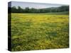 Buttercup field, Pope County, Arkansas, USA-Charles Gurche-Stretched Canvas