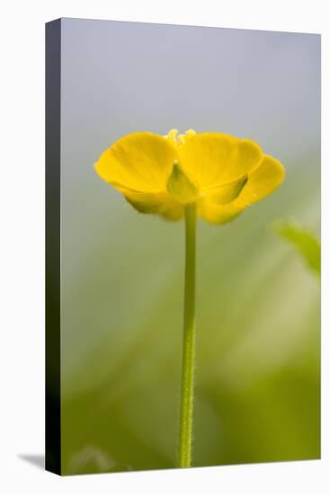 Buttercup Flower-null-Stretched Canvas