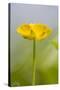 Buttercup Flower-null-Stretched Canvas