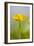 Buttercup Flower-null-Framed Photographic Print