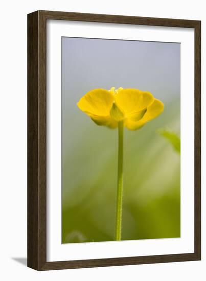 Buttercup Flower-null-Framed Photographic Print