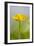 Buttercup Flower-null-Framed Photographic Print