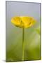 Buttercup Flower-null-Mounted Photographic Print