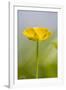 Buttercup Flower-null-Framed Photographic Print