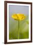 Buttercup Flower-null-Framed Photographic Print