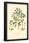 Buttercup Flowers-null-Framed Poster