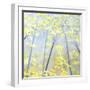 Buttercup Forest-Herb Dickinson-Framed Photographic Print