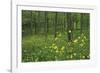 Buttercup Greeting-Wild Wonders of Europe-Framed Giclee Print