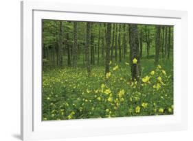 Buttercup Greeting-Wild Wonders of Europe-Framed Giclee Print