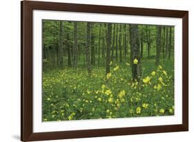 Buttercup Greeting-Wild Wonders of Europe-Framed Giclee Print