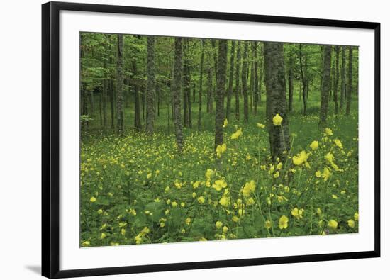 Buttercup Greeting-Wild Wonders of Europe-Framed Giclee Print