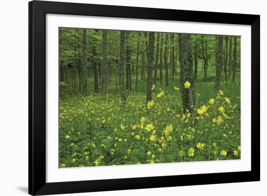 Buttercup Greeting-Wild Wonders of Europe-Framed Giclee Print