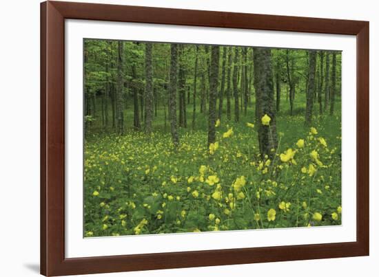 Buttercup Greeting-Wild Wonders of Europe-Framed Giclee Print