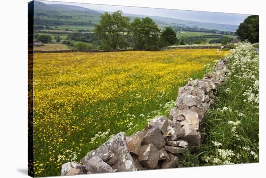 Buttercup Meadow Near Aysgarth in Wensleydale-Mark Sunderland-Stretched Canvas