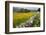 Buttercup Meadow Near Aysgarth in Wensleydale-Mark Sunderland-Framed Photographic Print