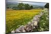 Buttercup Meadow Near Aysgarth in Wensleydale-Mark Sunderland-Mounted Photographic Print