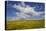 Buttercup (Ranunculus) Flowers Growing on Machair Farmland, South Uist, Hebrides, Scotland, UK-Mark Hamblin-Stretched Canvas