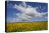 Buttercup (Ranunculus) Flowers Growing on Machair Farmland, South Uist, Hebrides, Scotland, UK-Mark Hamblin-Stretched Canvas