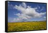 Buttercup (Ranunculus) Flowers Growing on Machair Farmland, South Uist, Hebrides, Scotland, UK-Mark Hamblin-Framed Stretched Canvas