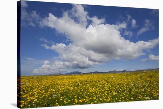 Buttercup (Ranunculus) Flowers Growing on Machair Farmland, South Uist, Hebrides, Scotland, UK-Mark Hamblin-Stretched Canvas