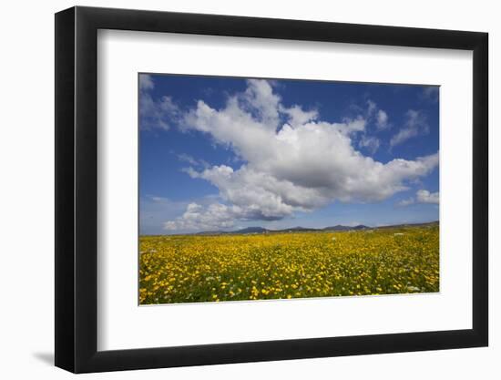 Buttercup (Ranunculus) Flowers Growing on Machair Farmland, South Uist, Hebrides, Scotland, UK-Mark Hamblin-Framed Photographic Print