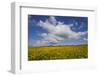 Buttercup (Ranunculus) Flowers Growing on Machair Farmland, South Uist, Hebrides, Scotland, UK-Mark Hamblin-Framed Photographic Print