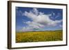 Buttercup (Ranunculus) Flowers Growing on Machair Farmland, South Uist, Hebrides, Scotland, UK-Mark Hamblin-Framed Photographic Print