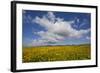 Buttercup (Ranunculus) Flowers Growing on Machair Farmland, South Uist, Hebrides, Scotland, UK-Mark Hamblin-Framed Photographic Print