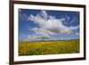 Buttercup (Ranunculus) Flowers Growing on Machair Farmland, South Uist, Hebrides, Scotland, UK-Mark Hamblin-Framed Photographic Print