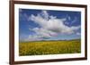 Buttercup (Ranunculus) Flowers Growing on Machair Farmland, South Uist, Hebrides, Scotland, UK-Mark Hamblin-Framed Photographic Print