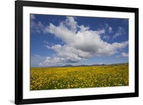 Buttercup (Ranunculus) Flowers Growing on Machair Farmland, South Uist, Hebrides, Scotland, UK-Mark Hamblin-Framed Photographic Print