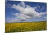 Buttercup (Ranunculus) Flowers Growing on Machair Farmland, South Uist, Hebrides, Scotland, UK-Mark Hamblin-Mounted Photographic Print