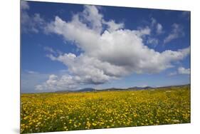 Buttercup (Ranunculus) Flowers Growing on Machair Farmland, South Uist, Hebrides, Scotland, UK-Mark Hamblin-Mounted Photographic Print