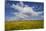 Buttercup (Ranunculus) Flowers Growing on Machair Farmland, South Uist, Hebrides, Scotland, UK-Mark Hamblin-Mounted Photographic Print