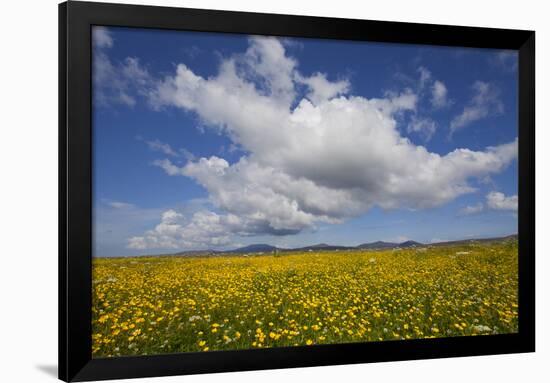 Buttercup (Ranunculus) Flowers Growing on Machair Farmland, South Uist, Hebrides, Scotland, UK-Mark Hamblin-Framed Photographic Print