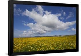 Buttercup (Ranunculus) Flowers Growing on Machair Farmland, South Uist, Hebrides, Scotland, UK-Mark Hamblin-Framed Photographic Print