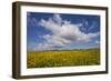 Buttercup (Ranunculus) Flowers Growing on Machair Farmland, South Uist, Hebrides, Scotland, UK-Mark Hamblin-Framed Photographic Print