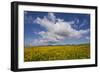 Buttercup (Ranunculus) Flowers Growing on Machair Farmland, South Uist, Hebrides, Scotland, UK-Mark Hamblin-Framed Photographic Print