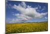 Buttercup (Ranunculus) Flowers Growing on Machair Farmland, South Uist, Hebrides, Scotland, UK-Mark Hamblin-Mounted Photographic Print