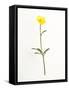 Buttercup-Will Wilkinson-Framed Stretched Canvas