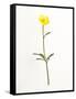 Buttercup-Will Wilkinson-Framed Stretched Canvas