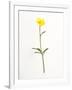 Buttercup-Will Wilkinson-Framed Photographic Print