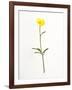 Buttercup-Will Wilkinson-Framed Photographic Print