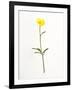 Buttercup-Will Wilkinson-Framed Photographic Print