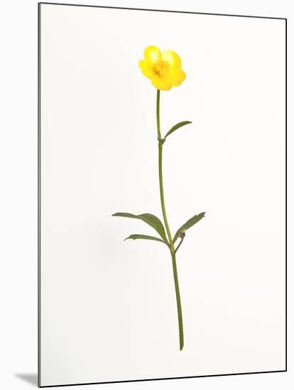 Buttercup-Will Wilkinson-Mounted Photographic Print