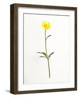 Buttercup-Will Wilkinson-Framed Photographic Print