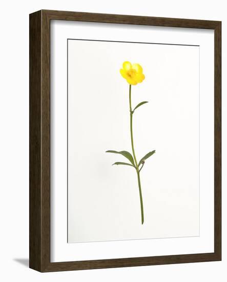 Buttercup-Will Wilkinson-Framed Photographic Print