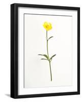 Buttercup-Will Wilkinson-Framed Photographic Print